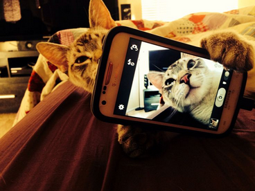 Cat selfie