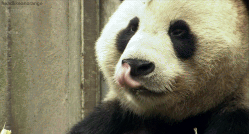 Panda Tongue Chewing